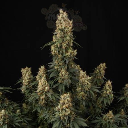 PARADISE SEEDS - Mendocino Skunk