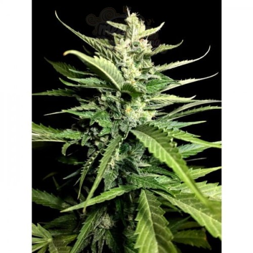 PARADISE SEEDS - Auto Kong 4