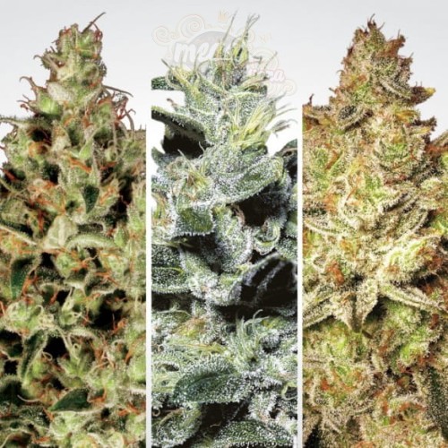 PARADISE SEEDS - Sativa Champions Pack