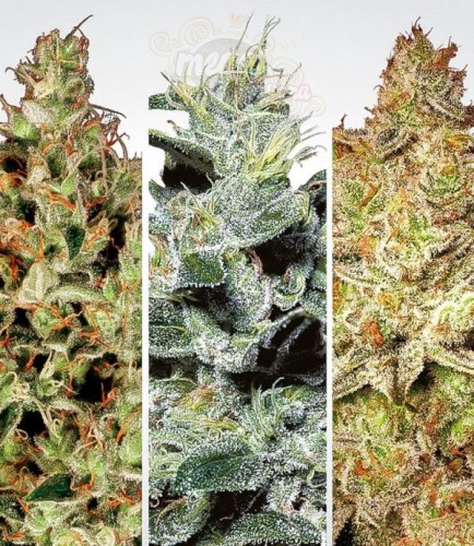PARADISE SEEDS - Indica Champions Pack
