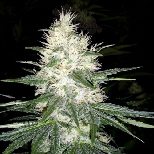 PARADISE SEEDS - Dutch Kush