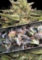 PARADISE SEEDS - Auto Collection #1