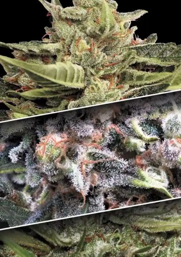 PARADISE SEEDS - Auto Collection #1