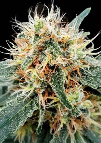 PARADISE SEEDS - Stromboli Auto