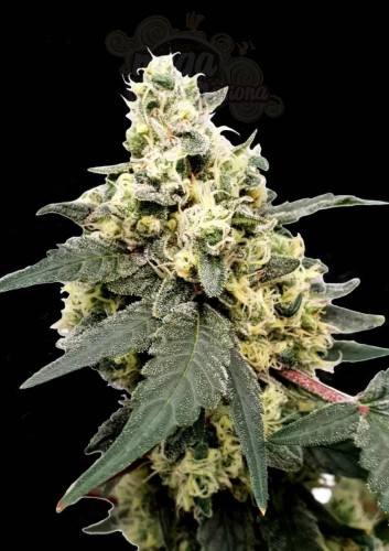 PARADISE SEEDS - Lemonade Auto