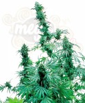 -40% SENSI SEEDS - Early Skunk ® (5szt)