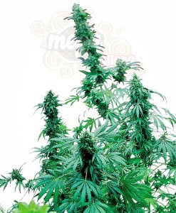 -40% SENSI SEEDS - Early Skunk ® (5szt)