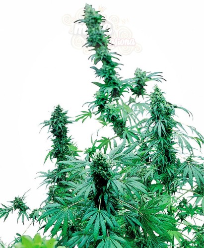 -40% SENSI SEEDS - Early Skunk ® (5szt)