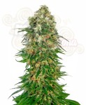 -40% SENSI SEEDS - Shiva Skunk Automatic (5szt)