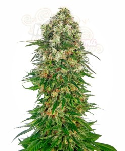 -40% SENSI SEEDS - Shiva Skunk Automatic (5szt)