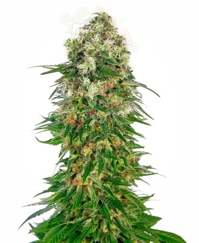 -40% SENSI SEEDS - Shiva Skunk Automatic (5szt)