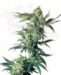 -40% SENSI SEEDS - Northern Lights (3szt)
