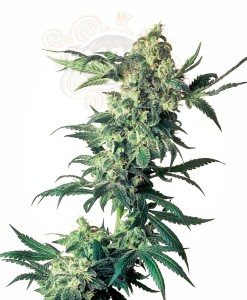 -40% SENSI SEEDS - Northern Lights (3szt)