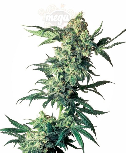 -40% SENSI SEEDS - Northern Lights (3szt)