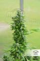 -30% DUTCH PASSION - Auto Duck®  (3szt)