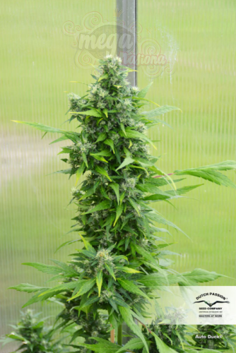 -30% DUTCH PASSION - Auto Duck®  (3szt)