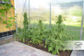 -30% DUTCH PASSION - Auto Duck®  (3szt)