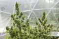 -30% DUTCH PASSION - Auto Duck®  (3szt)