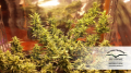 -30% DUTCH PASSION - Auto Duck®  (3szt)