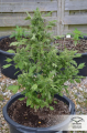 -30% DUTCH PASSION - Auto Duck®  (3szt)