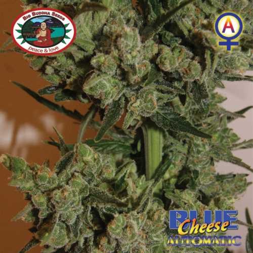 BIG BUDDHA SEEDS - Blue Cheese Automatic