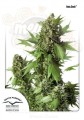 -35% DUTCH PASSION - Auto Duck®  (7szt)