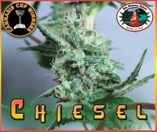 BIG BUDDHA SEEDS - Chiesel