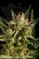 DINAFEM - Original Amnesia Autoflowering
