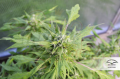 -35% DUTCH PASSION - Auto Duck®  (7szt)