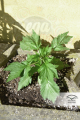 -35% DUTCH PASSION - Auto Duck®  (7szt)