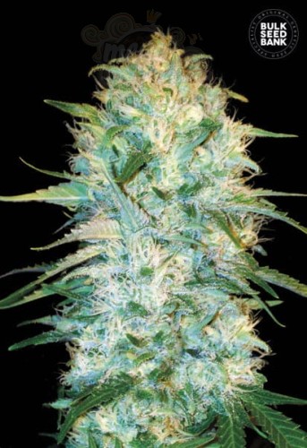 BULK SEED BANK - Auto Amnesia Platinum