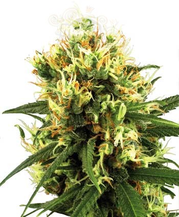 WHITE LABEL - White Haze Auto
