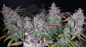 FastBuds - Fastberry Auto (5szt)