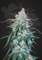 FASTBUDS - Pineapple Express Auto (1)