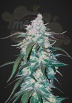 FASTBUDS - Pineapple Express Auto (1)