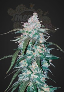 FASTBUDS - Pineapple Express Auto (1)