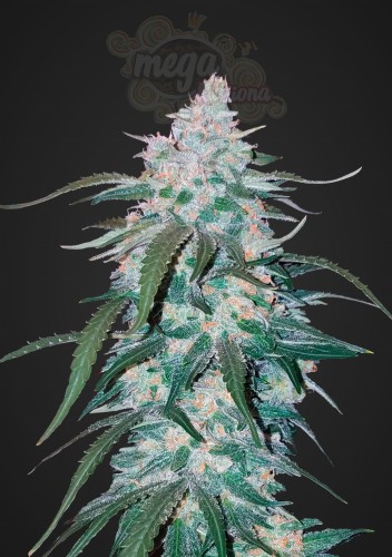 FASTBUDS - Pineapple Express Auto (1)
