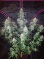 FASTBUDS - Pineapple Express Auto (1)