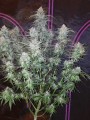 FASTBUDS - Pineapple Express Auto (1)