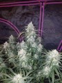 FASTBUDS - Pineapple Express Auto (1)