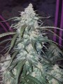 FASTBUDS - Pineapple Express Auto (1)