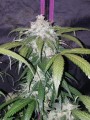 FASTBUDS - Pineapple Express Auto (1)