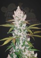 FASTBUDS - Girl Scout Cookies Auto (1)