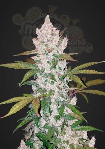FASTBUDS - Girl Scout Cookies Auto (1)