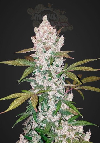FASTBUDS - Girl Scout Cookies Auto (1)