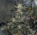 FASTBUDS - Girl Scout Cookies Auto (1)