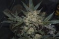 FASTBUDS - Girl Scout Cookies Auto (1)