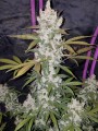 FASTBUDS - Girl Scout Cookies Auto (1)