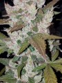 FASTBUDS - Girl Scout Cookies Auto (1)