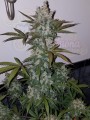 FASTBUDS - Girl Scout Cookies Auto (1)